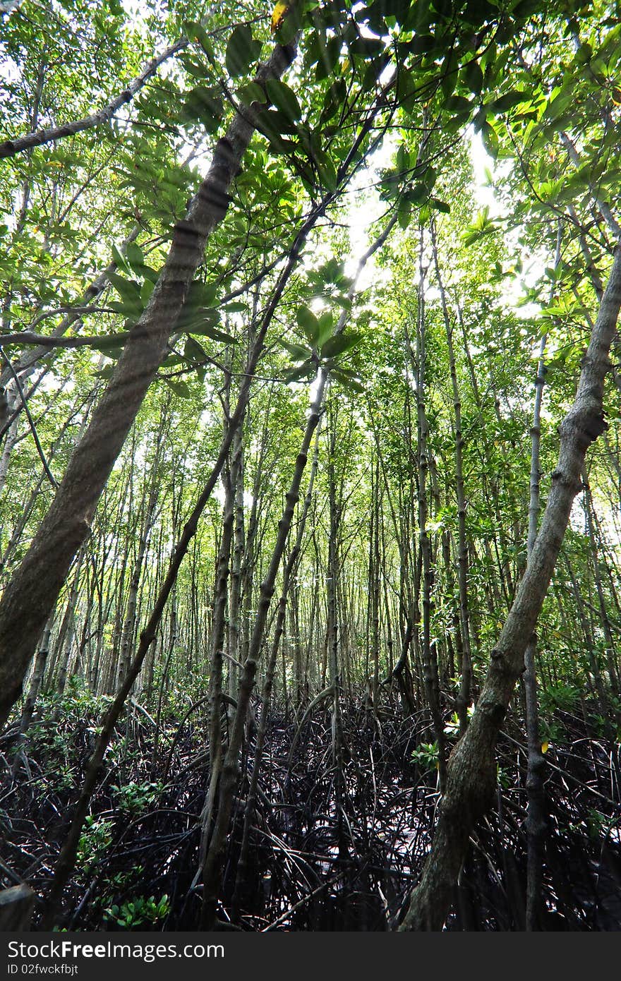 Mangrove forest