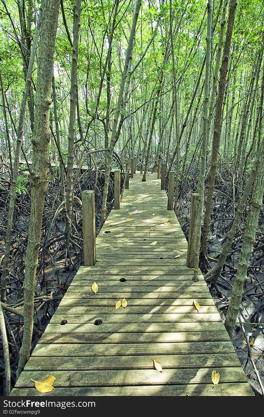 Mangrove forest