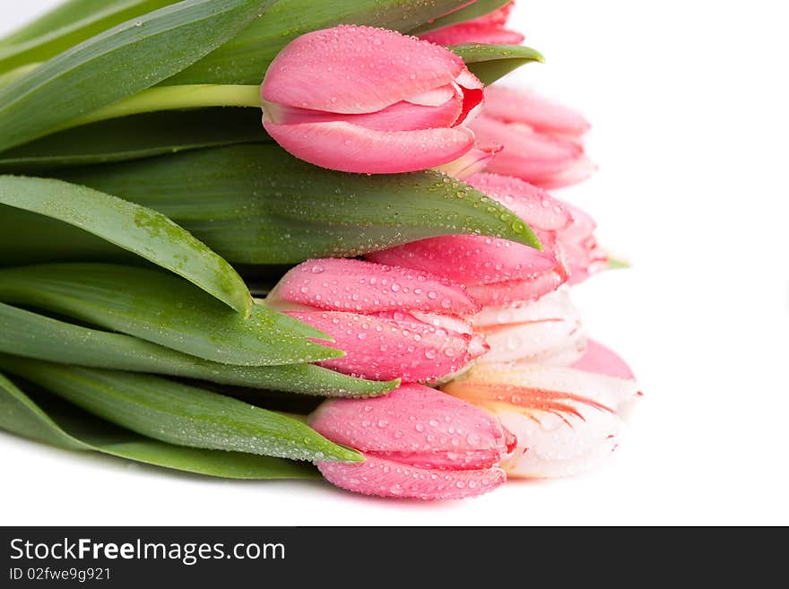 Pink tulip on a white background. Pink tulip on a white background