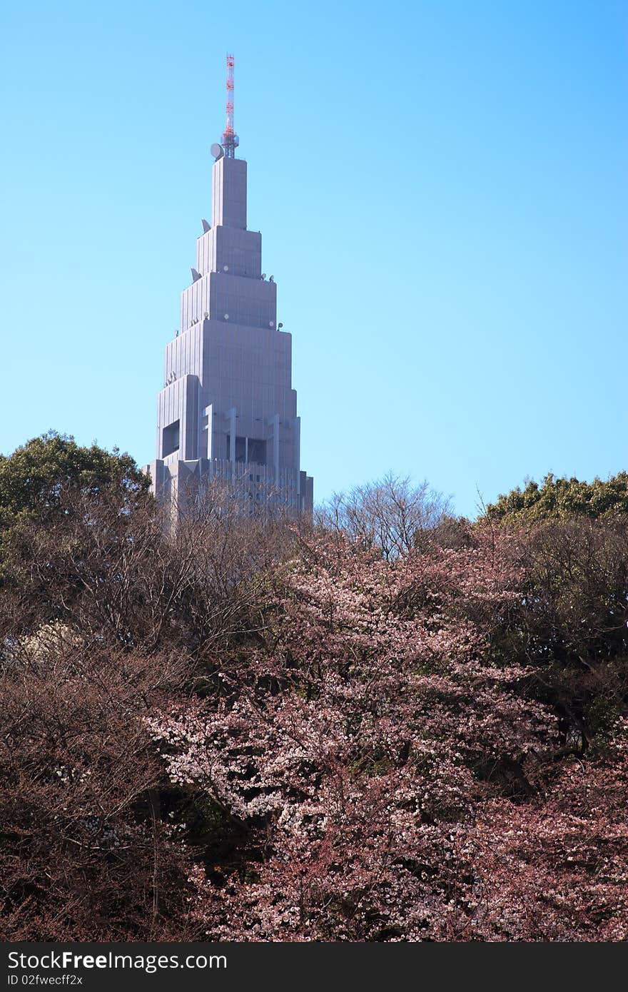 Cherry blossom (Sakura) at Shinjuku Gyoen park - Tokyo, Japan - March 2010. Cherry blossom (Sakura) at Shinjuku Gyoen park - Tokyo, Japan - March 2010