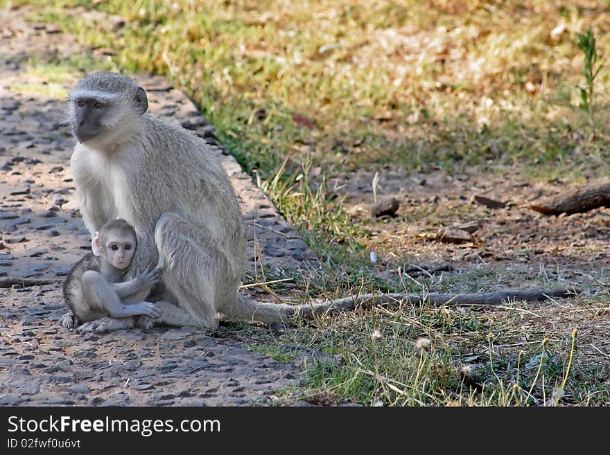 A baby vervet monkey stay close to his mother, looking at the camera, zambia. A baby vervet monkey stay close to his mother, looking at the camera, zambia