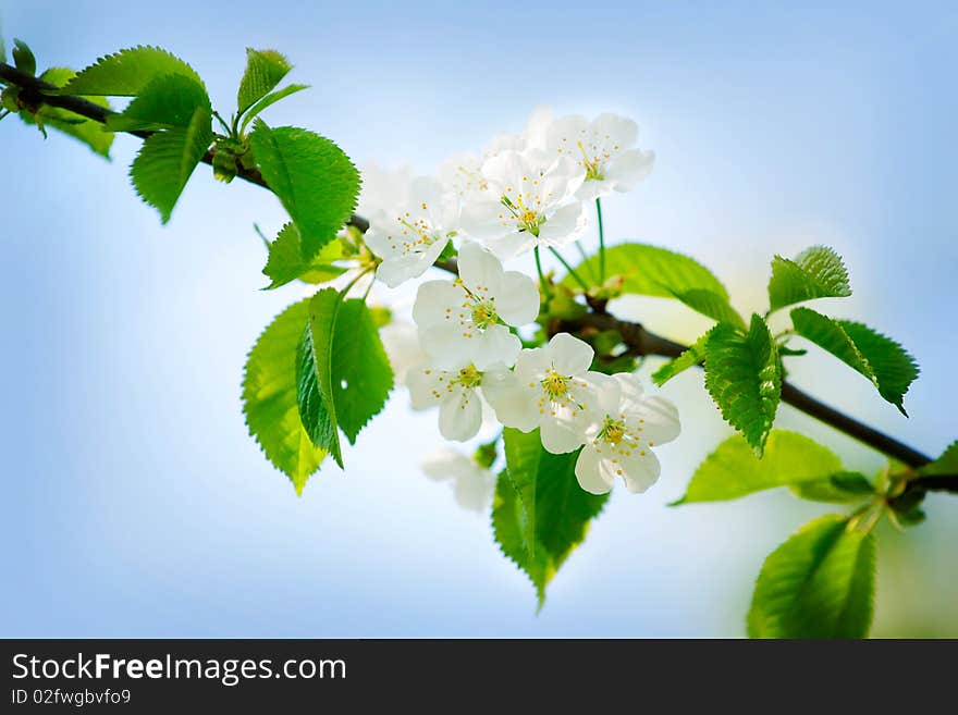 Spring Cherry Blossoms