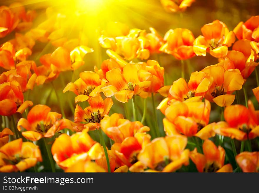 Beautiful spring flowers. Lots of multicolor tulips in the garden