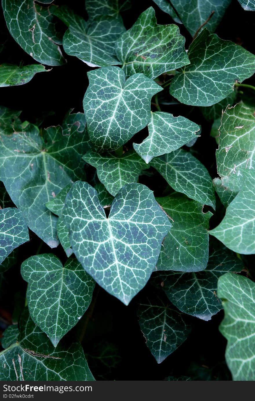 A glance to the green leaves. A glance to the green leaves