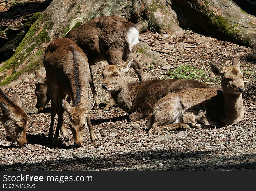 These are deer resting in a forest.  They live in Nara, Japan, a place famous for its deer. These are deer resting in a forest.  They live in Nara, Japan, a place famous for its deer.