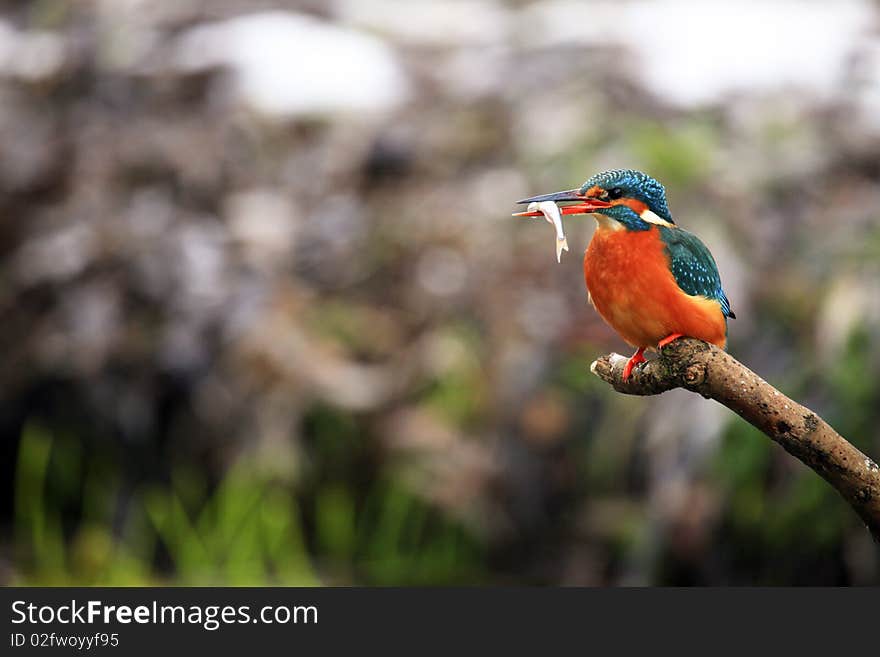 Kingfisher