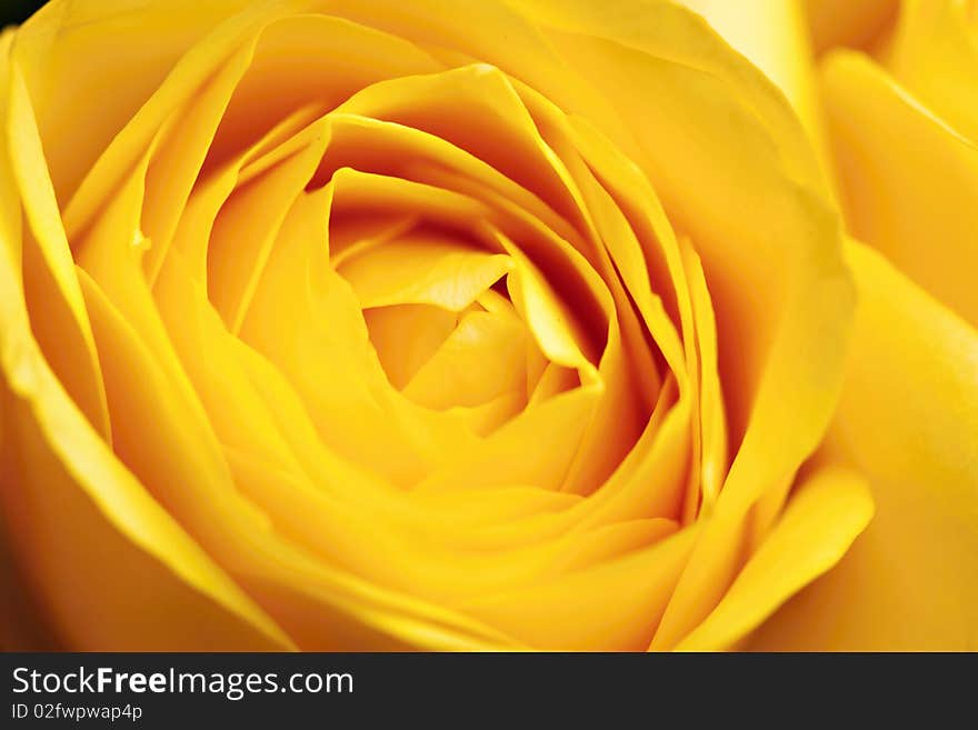 Yellow roses, colorful flowers closeup