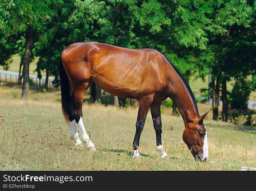 Horse on the posture in summer  day