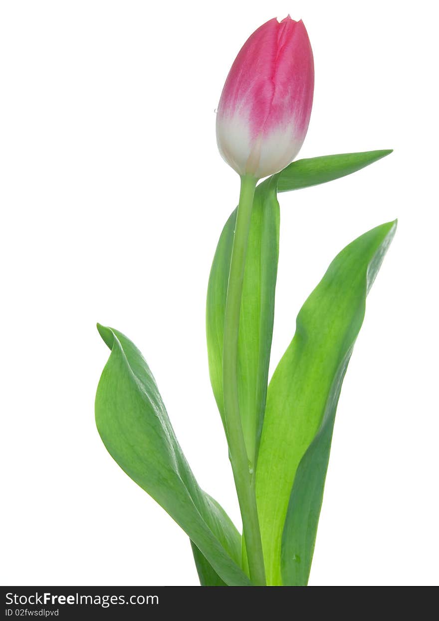 One Tulip