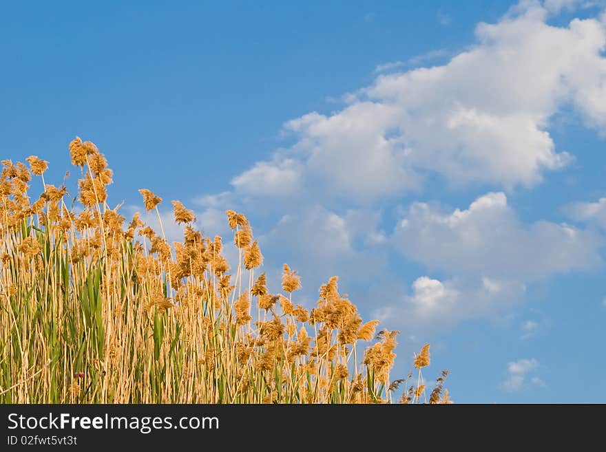 Thin green grass on the bright blue sky. Thin green grass on the bright blue sky