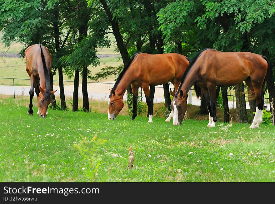 Horses on the posture in summer  day