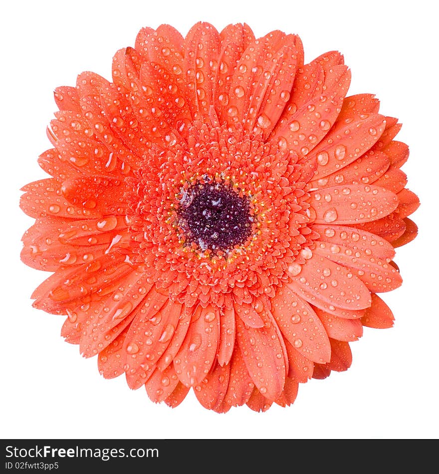 Macro of red daisy-gerbera head with water drops isolated on white