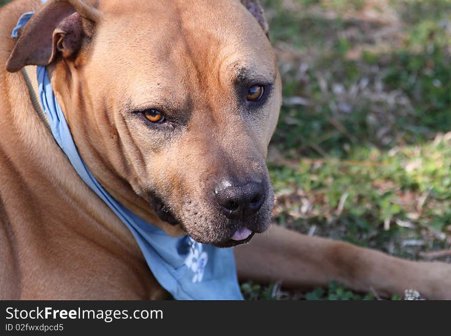 Close up big brown old dog