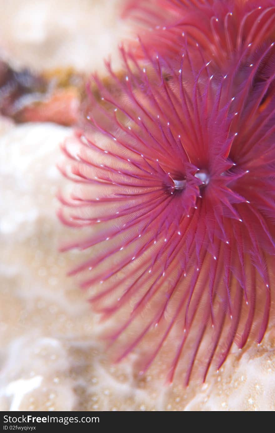 Macro Shot of a purple Christmas tree worm (spirobranchus giganteus). Red Sea, Egypt.