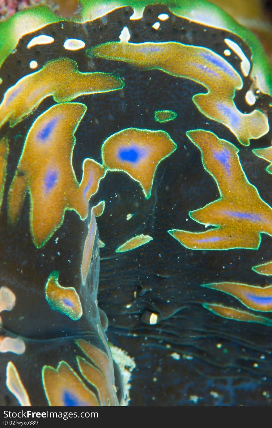 Macro shot of a giant clam.