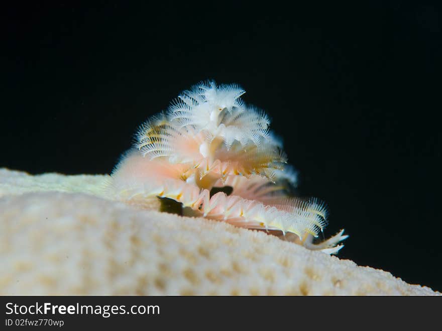 Christmas Tree Worm