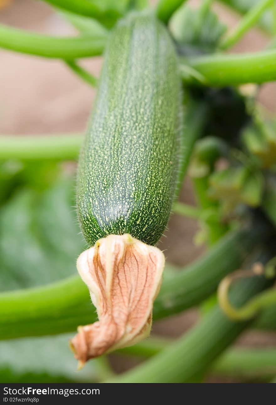 Green Zucchini Vegetable