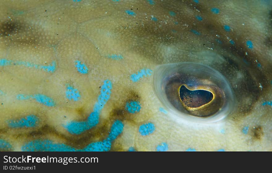 The eye of a Thornback trunkfish