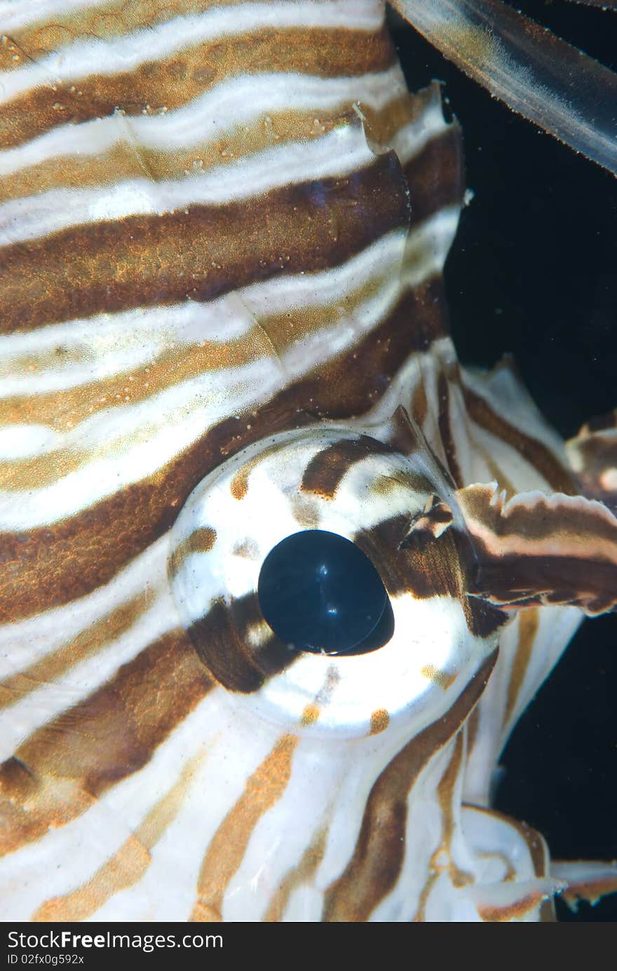 Close up the eye of a Common Lion fish, Red Sea, Egypt. Close up the eye of a Common Lion fish, Red Sea, Egypt.