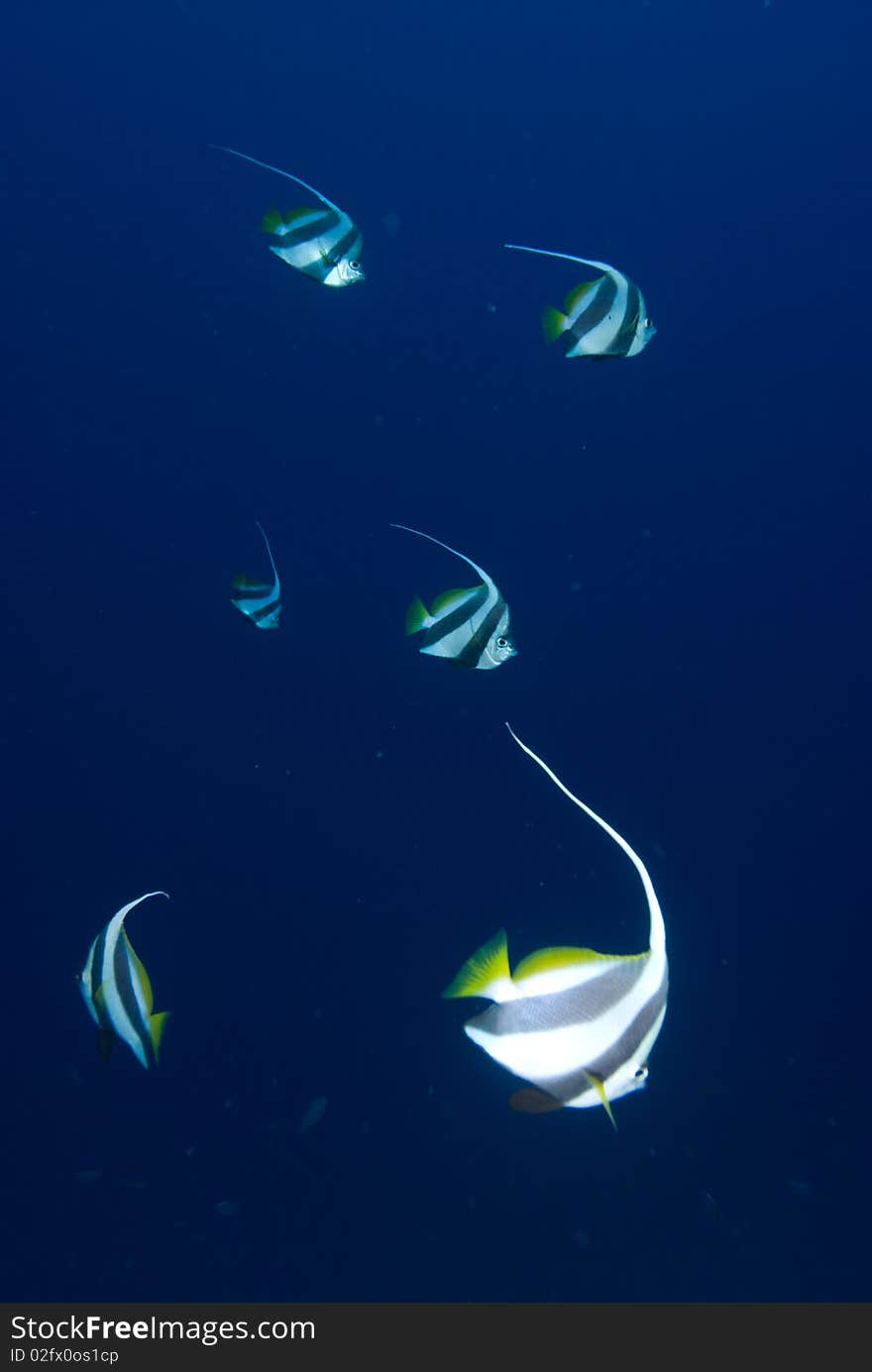 Schooling bannerfish (Heniochus diphreutes) in blue water. Red Sea, Egypt.