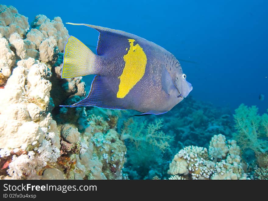 Yellowbar Angelfish