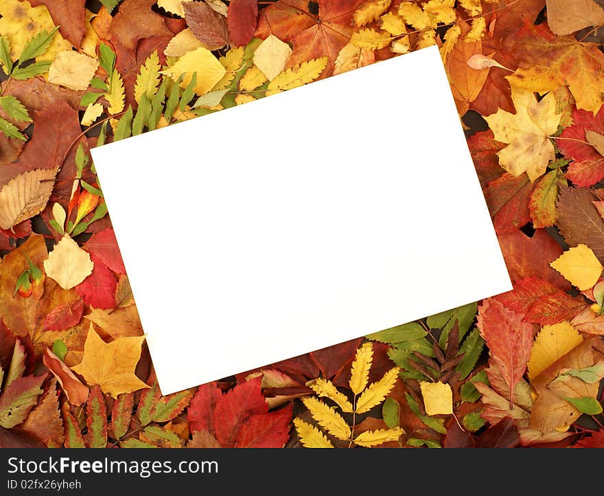 Blank sheet of paper on a autumn frame of colorful leaves.