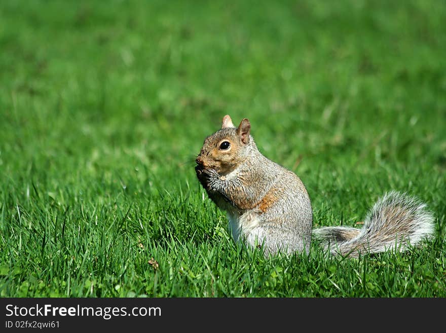 A grey squirrel eating