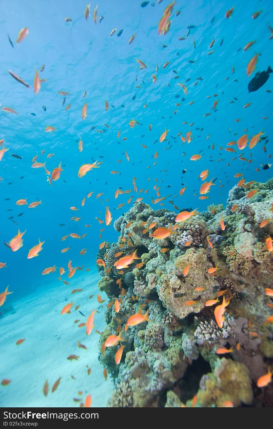 Lyretail anthias (pseudanthias squamipinnis), Wide angle shot of school close to the protection of the coral reef. Red Sea, Egypt. Lyretail anthias (pseudanthias squamipinnis), Wide angle shot of school close to the protection of the coral reef. Red Sea, Egypt.