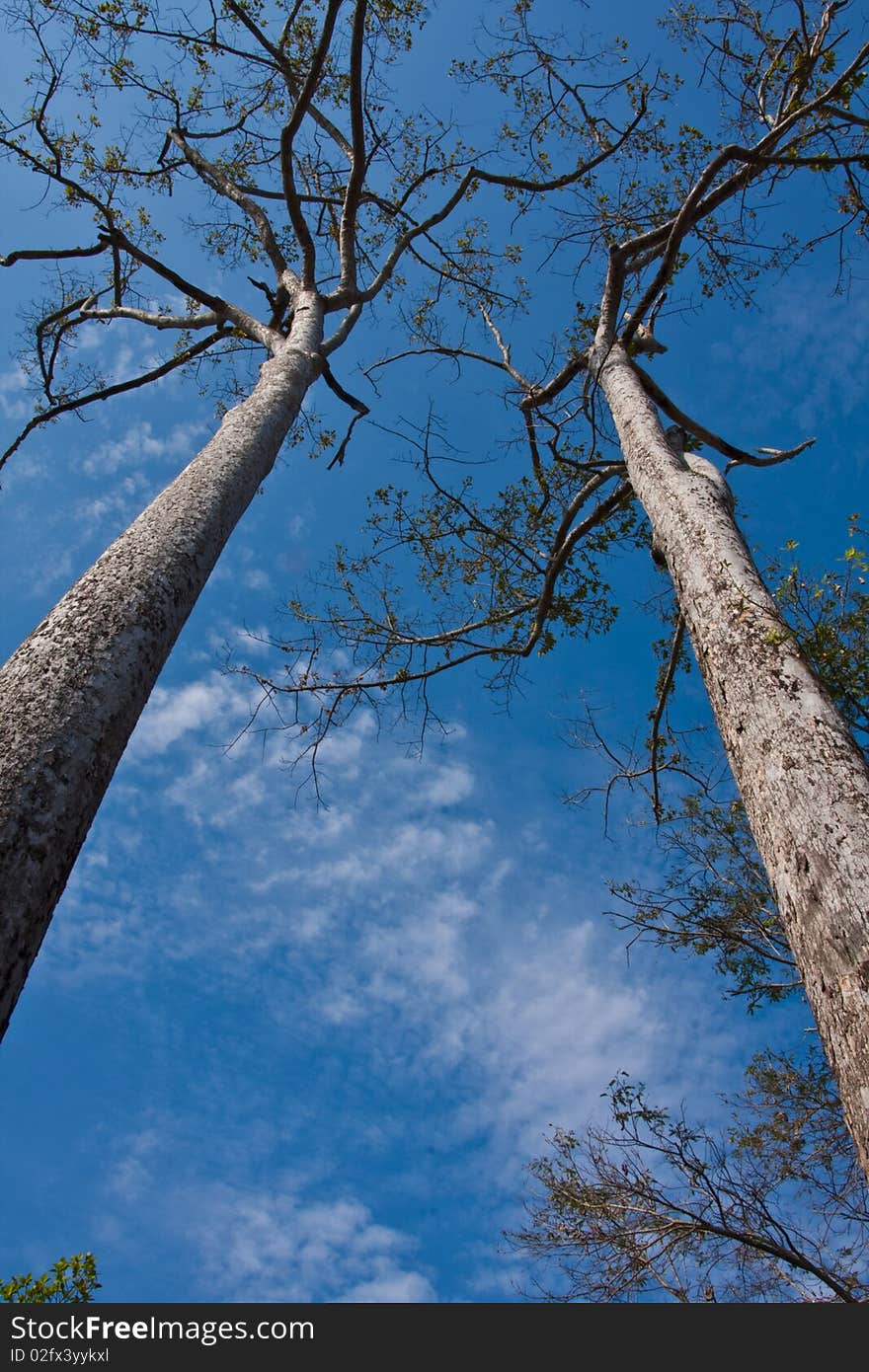 The tree growing together in the garden, Samutsongkram province, Thailand