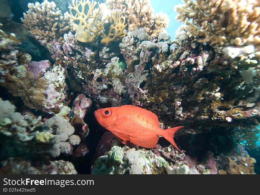 Crescent tail bigeye