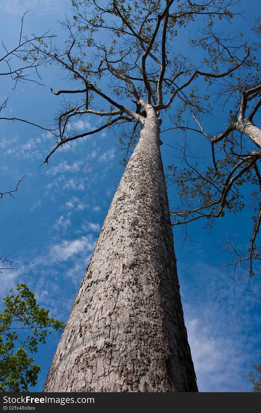 The tree growing in the garden, Samutsongkram province, Thailand. The tree growing in the garden, Samutsongkram province, Thailand