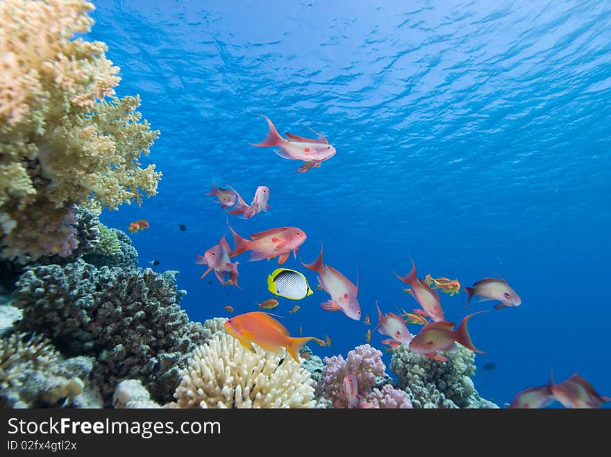 Lyretail anthias (pseudanthias squamipinnis), Wide angle shot of school close to the protection of the coral reef. Red Sea, Egypt. Lyretail anthias (pseudanthias squamipinnis), Wide angle shot of school close to the protection of the coral reef. Red Sea, Egypt.