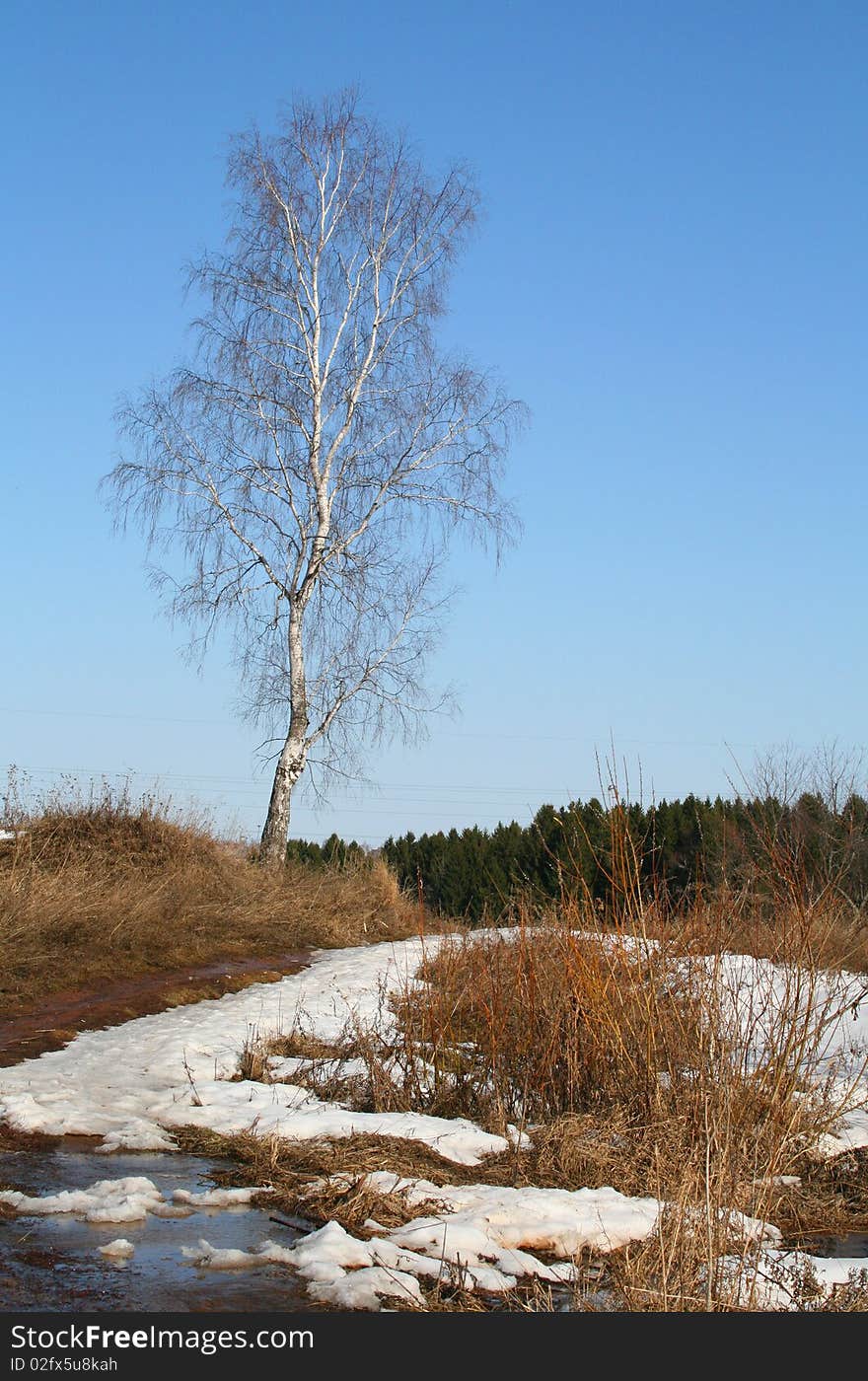 Spring landscape with birch and footpath