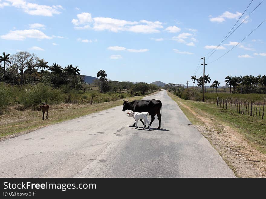 2 cows in the middle of a road in cuba