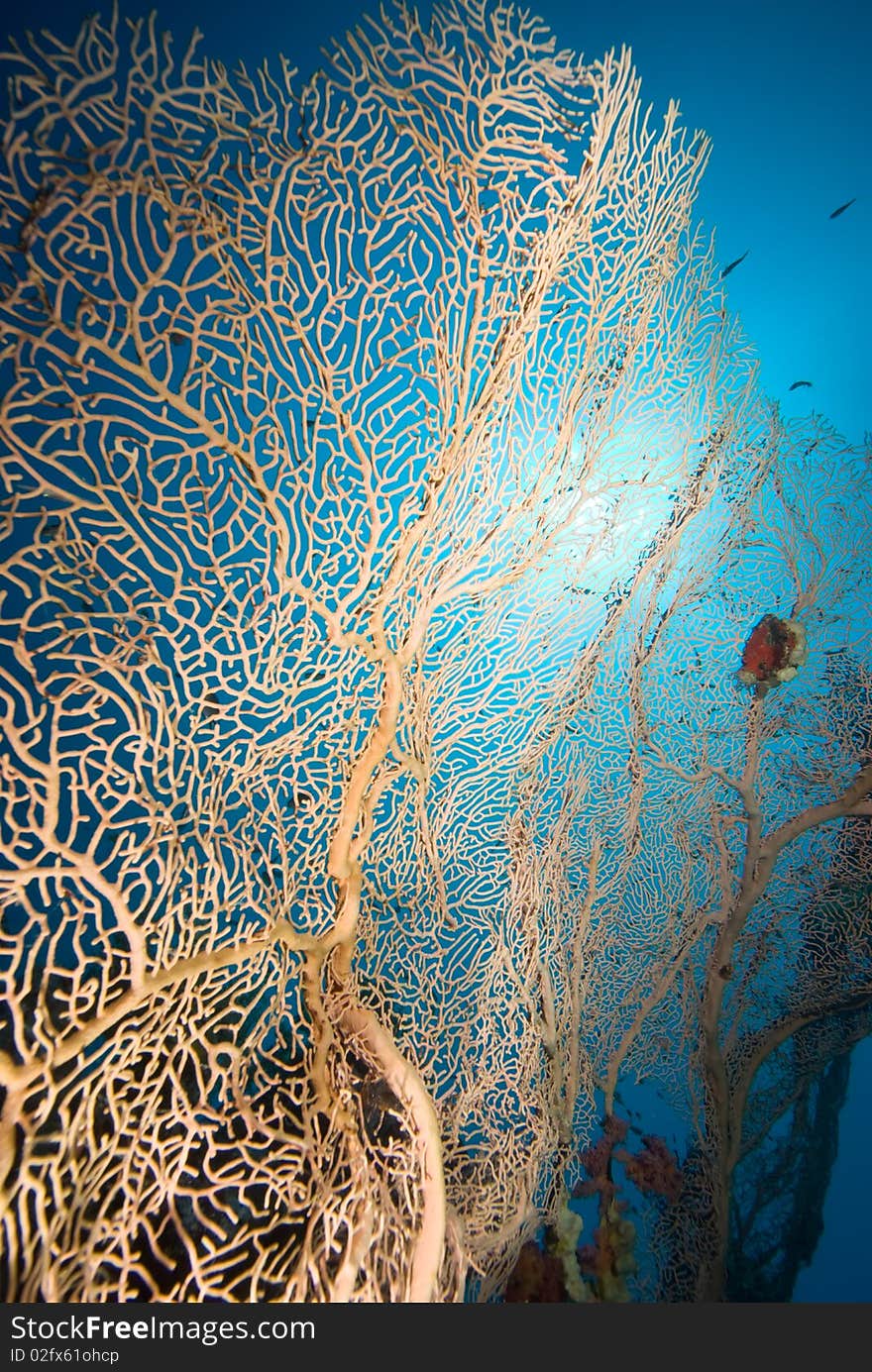 Giant sea fan (Annella mollis) with sun and blue background. Red Sea Egypt. Giant sea fan (Annella mollis) with sun and blue background. Red Sea Egypt.