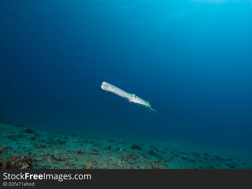 Smooth Cornetfish