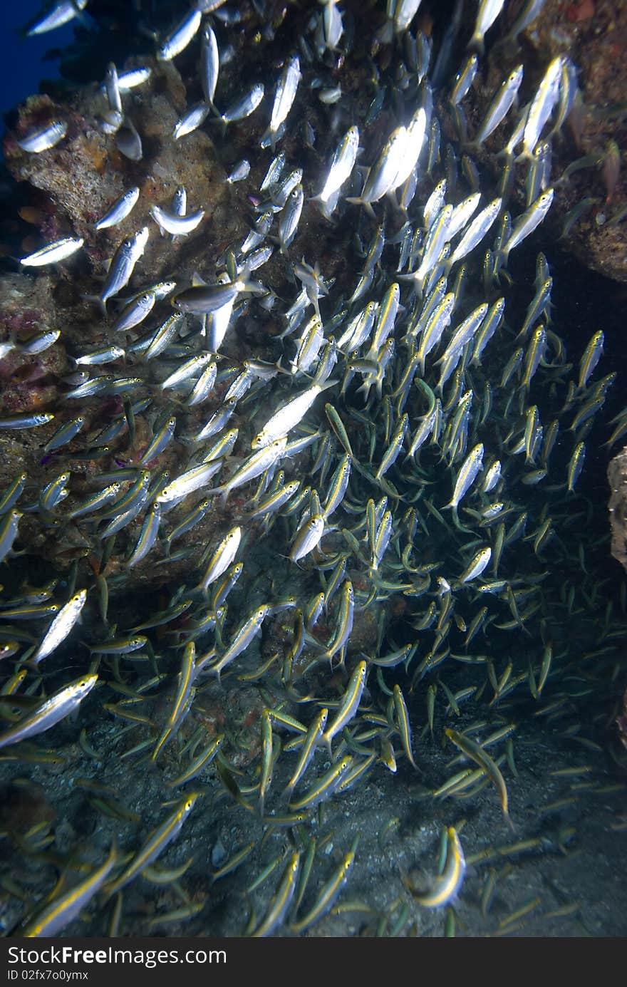 Small school of yellow-band fusilier (pterocaesio chrysozona). Red Sea, Egypt.