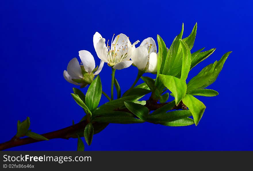 Pear flowers