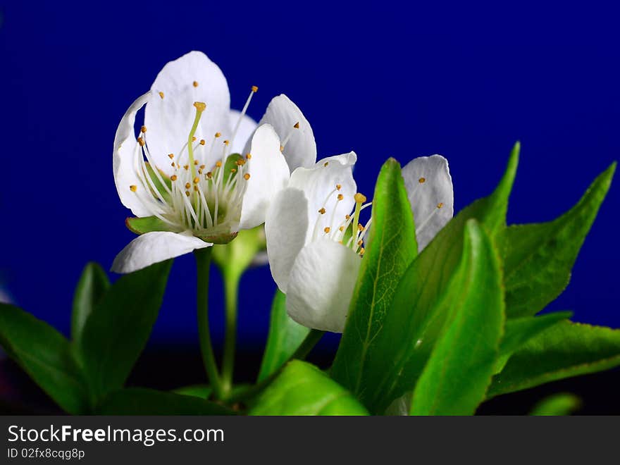 Pear flowers