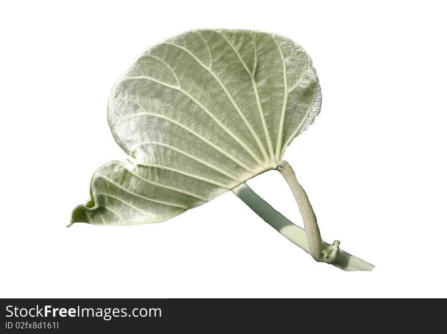 Isolated close up of young leaf of tropical plant