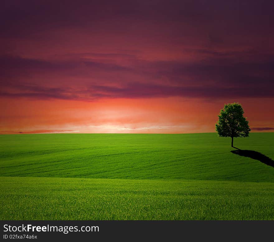 Tree on a meadow and sunset. Tree on a meadow and sunset