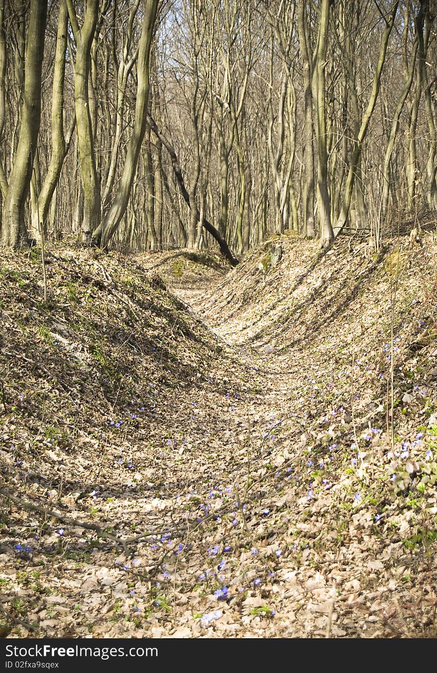 A spring forest landscape with a moat. A spring forest landscape with a moat