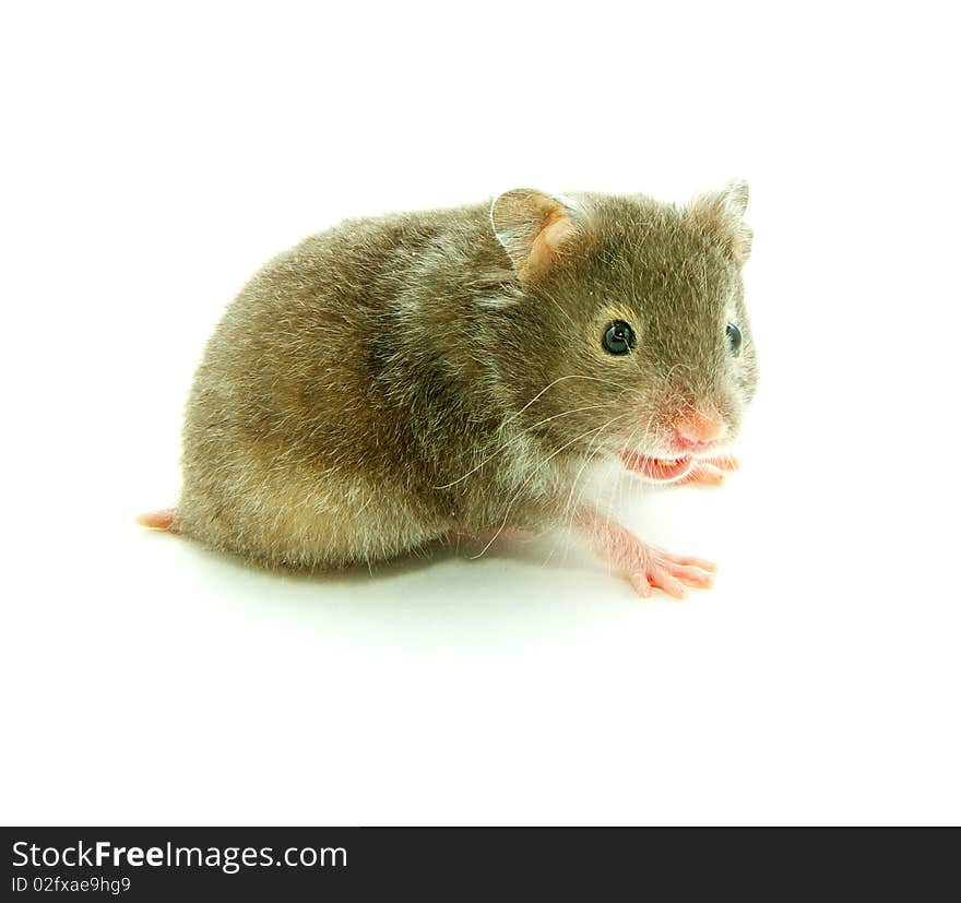 Hamster isolated on a white background