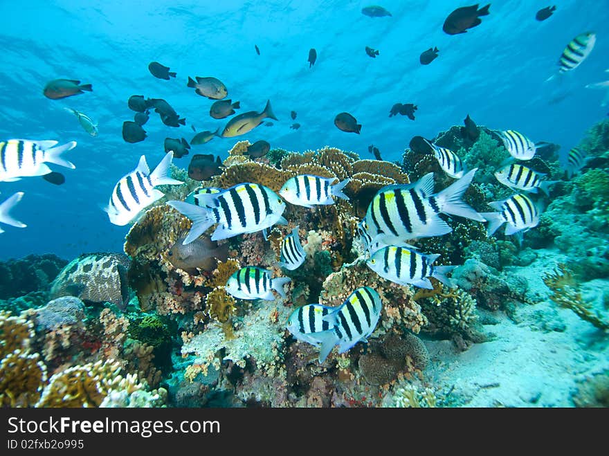 A small shoal of Sergeant major fish (abudefduf vaigiensis) over a coral reef. Red Sea, Egypt.