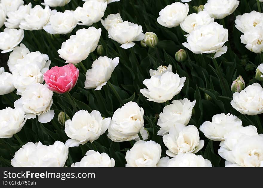 Red tulip flowers in a garden. Red tulip flowers in a garden