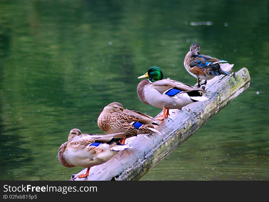 Wild ducks are resting on the log