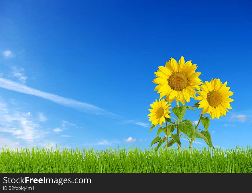 Closeup of a bright sunflowers