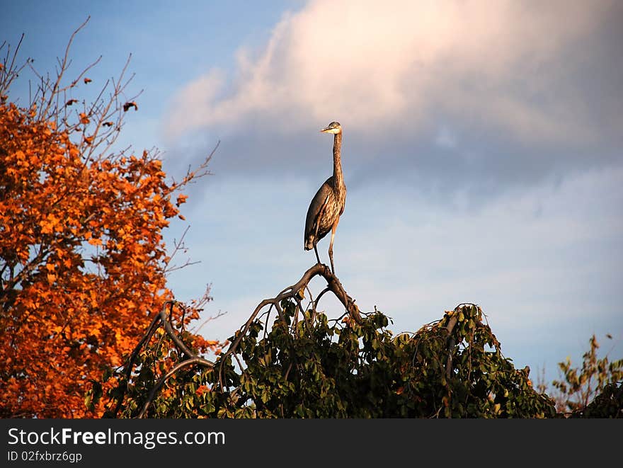 Heron