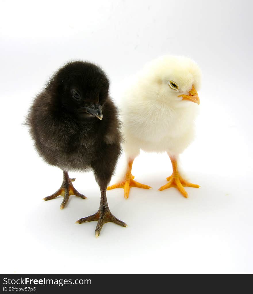 A baby chicks over a white background