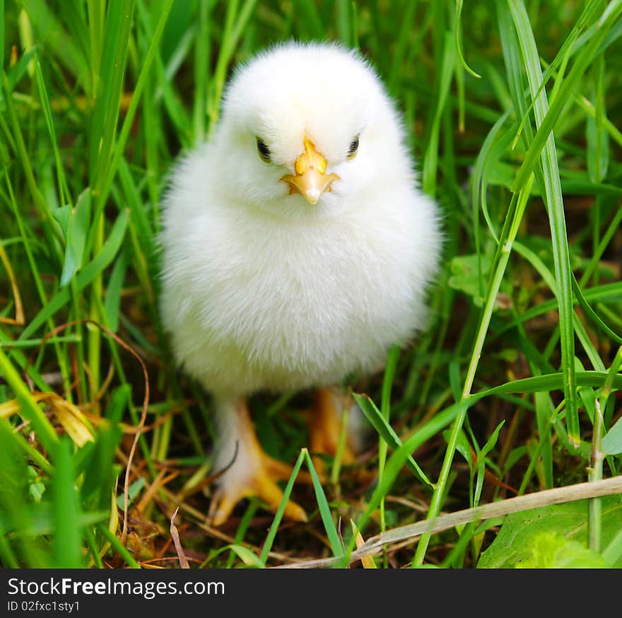 Little  chicken on a grass